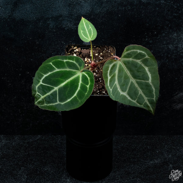 Anthurium NSE red crystallinum (purple emergent) x crystallinum *Grower's Choice*