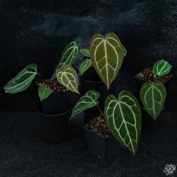 Anthurium NSE red crystallinum (purple emergent) x crystallinum *Grower's Choice*