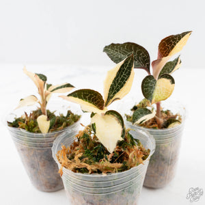 Anoectochilus formosanus albo variegated jewel orchid