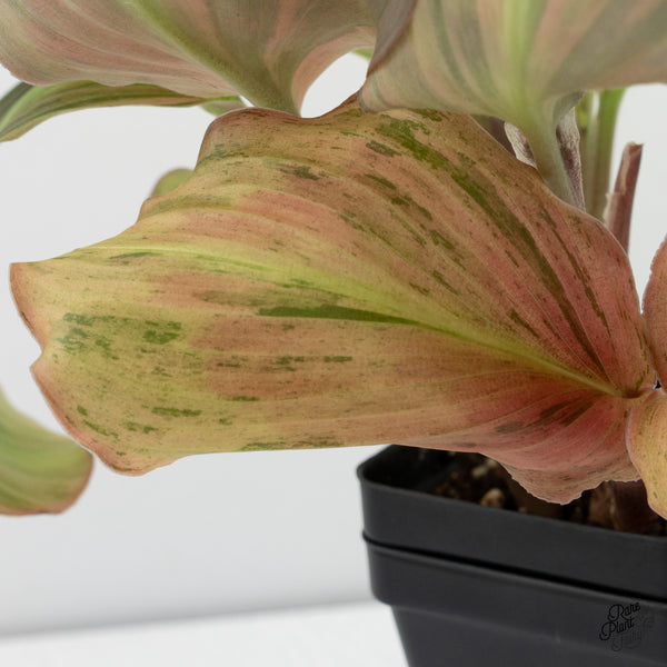 Kaempferia sp. Variegated Ginger Hybrid (wk37-A) *Multiple Plants*