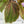 Kaempferia sp. Variegated Ginger Hybrid (wk37-A) *Multiple Plants*
