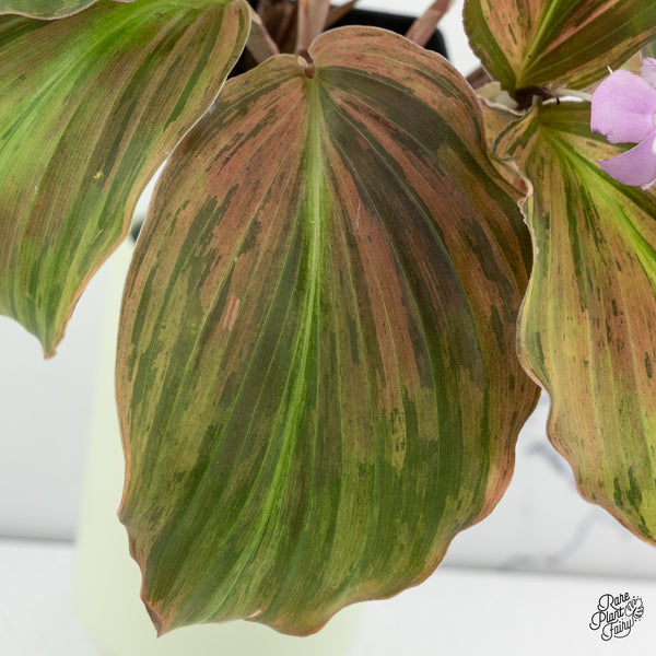 Kaempferia sp. Variegated Ginger Hybrid (wk37-A) *Multiple Plants*
