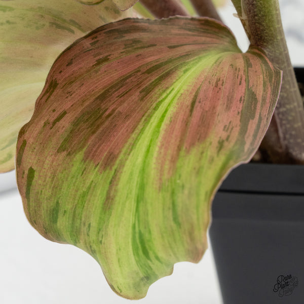 Kaempferia sp. Variegated Ginger Hybrid (wk37-A) *Multiple Plants*