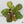 Kaempferia sp. Variegated Ginger Hybrid (wk37-A) *Multiple Plants*