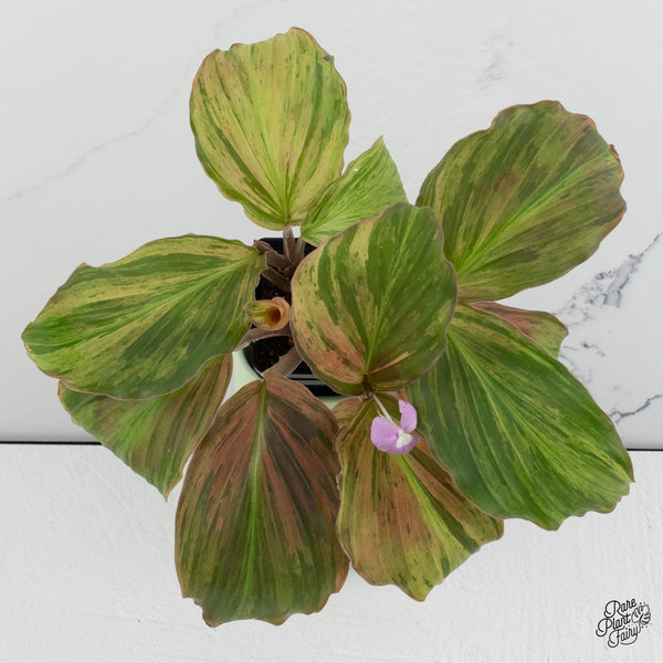 Kaempferia sp. Variegated Ginger Hybrid (wk37-A) *Multiple Plants*