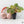 Kaempferia sp. Variegated Ginger Hybrid (wk37-A) *Multiple Plants*