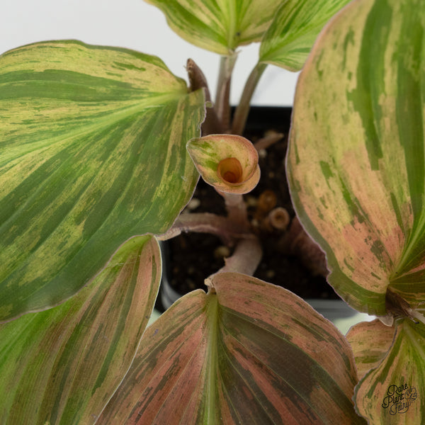 Kaempferia sp. Variegated Ginger Hybrid (wk37-A) *Multiple Plants*