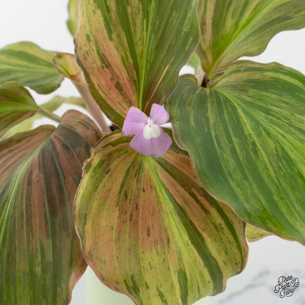 Kaempferia sp. Variegated Ginger Hybrid (wk37-A) *Multiple Plants*