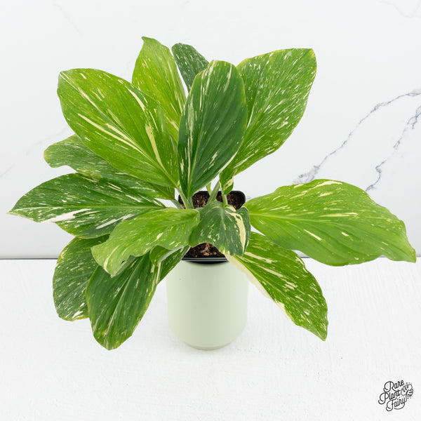 Kaempferia sp. 'Zebra' Variegated Ginger *Grower's Choice*