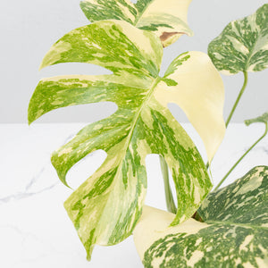 Monstera Deliciosa 'Creme Brûlée' (wk37-L134)