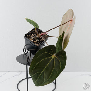 Anthurium 'Wuhoo's First Night' x 'Carlablackiae' - Blister Variegated (wk44-L408)