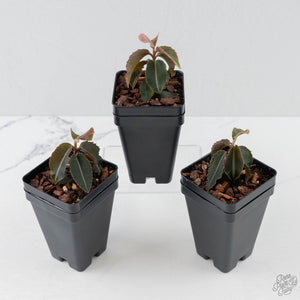Labisia pumila 'Electric Pink'
