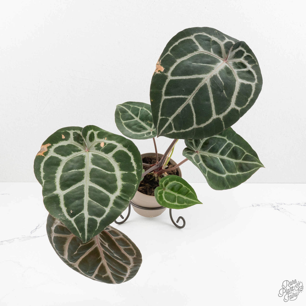Anthurium 'Michelle' by DocBlock *Grower's Choice*