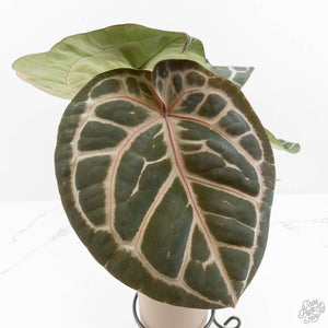 Anthurium 'Michelle' by DocBlock®  *Grower's Choice*