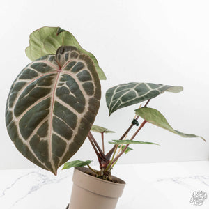 Anthurium 'Michelle' by DocBlock®  *Grower's Choice*