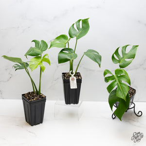 Monstera Deliciosa 'Compacta' with Kunzo Tags *Grower's Choice*