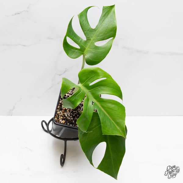 Monstera Deliciosa 'Compacta' with Kunzo Tags *Grower's choice*