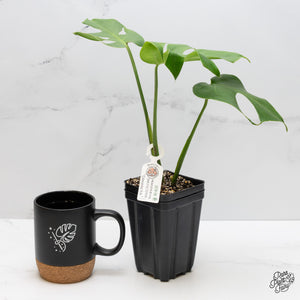 Monstera Deliciosa 'Compacta' with Kunzo Tags *Grower's Choice*