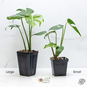 Monstera Deliciosa 'Compacta' with Kunzo Tags *Grower's Choice*