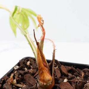 Lasia Spinosa Albo Variegated *Spikes* (wk21-UV)