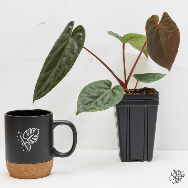 Anthurium Luxurians X 'Zara' x 'Michelle' by DocBlock® *Grower's Choice*