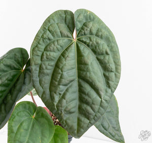 Anthurium 'Luxurians' x ('Zara' x 'Michelle') by DocBlock® (wk13-W)