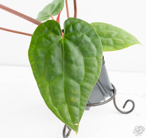 Anthurium 'Luxurians' x ('Zara' x 'Michelle') by DocBlock® (wk13-W)