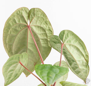 Anthurium 'Luxurians' x ('Zara' x 'Michelle') by DocBlock® (wk13-W)