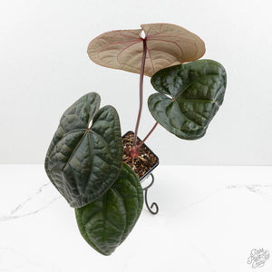 Anthurium 'Luxurians' x ('Zara' x 'Michelle') by DocBlock® (wk18-E)