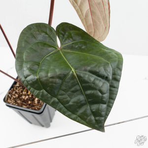Anthurium 'Luxurians' x ('Zara' x 'Michelle') by DocBlock® (wk18-E)