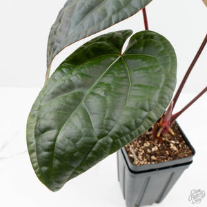 Anthurium 'Luxurians' x ('Zara' x 'Michelle') by DocBlock® (wk18-E)