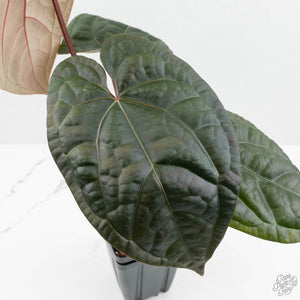 Anthurium 'Luxurians' x ('Zara' x 'Michelle') by DocBlock® (wk18-E)