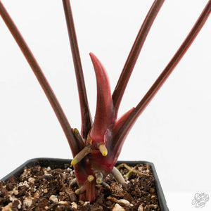 Anthurium 'Luxurians' x ('Zara' x 'Michelle') by DocBlock® (wk18-E)