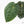 Anthurium 'Luxurians' x ('Zara' x 'Michelle') by DocBlock® (wk19-U)