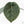 Anthurium 'Luxurians' x ('Zara' x 'Michelle') by DocBlock® (wk19-U)