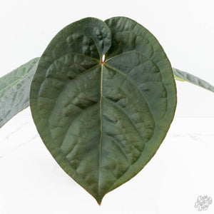 Anthurium 'Luxurians' x ('Zara' x 'Michelle') by DocBlock® (wk19-U)
