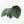 Anthurium 'Luxurians' x ('Zara' x 'Michelle') by DocBlock® (wk19-U)