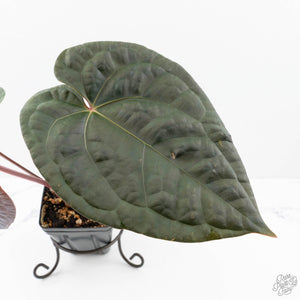 Anthurium 'Luxurians' x ('Zara' x 'Michelle') by DocBlock® (wk20-X)