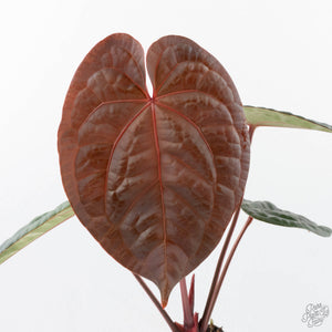 Anthurium 'Luxurians' x ('Zara' x 'Michelle') by DocBlock® (wk20-X)