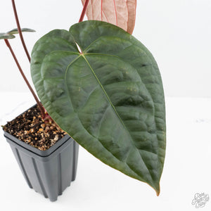 Anthurium 'Luxurians' x ('Zara' x 'Michelle') by DocBlock® (wk20-X)