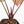 Anthurium 'Luxurians' x ('Zara' x 'Michelle') by DocBlock® (wk20-X)