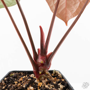 Anthurium 'Luxurians' x ('Zara' x 'Michelle') by DocBlock® (wk20-X)