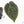 Anthurium 'Luxurians' x ('Zara' x 'Michelle') by DocBlock® (wk21-D)