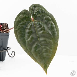 Anthurium 'Luxurians' x ('Zara' x 'Michelle') by DocBlock® (wk21-D)