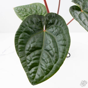 Anthurium 'Luxurians' x ('Zara' x 'Michelle') by DocBlock® (wk22-D)