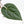 Anthurium 'Luxurians' x ('Zara' x 'Michelle') by DocBlock® (wk22-D)
