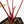 Anthurium 'Luxurians' x ('Zara' x 'Michelle') by DocBlock® (wk22-D)