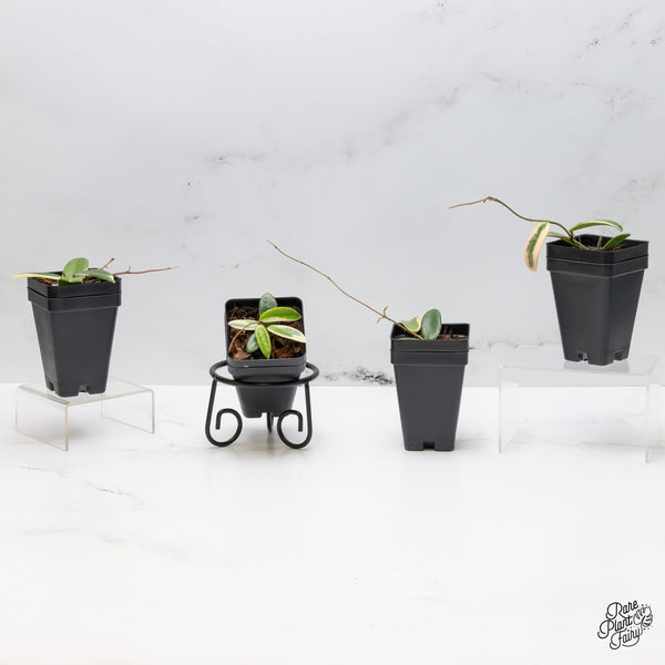 Hoya 'Lyi prism' Pink Flower *Grower's Choice*