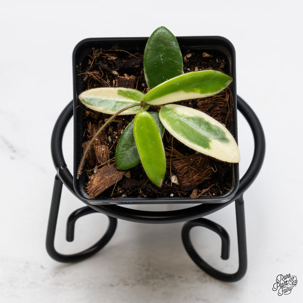 Hoya 'Lyi prism' Pink Flower *Grower's Choice*