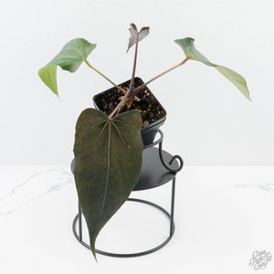 Anthurium Lynette '18' x Dark & Handsome '9' by DocBlock® (wk24-A)